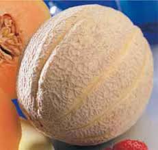 MELONE HALES BEST JUMBO GR.100